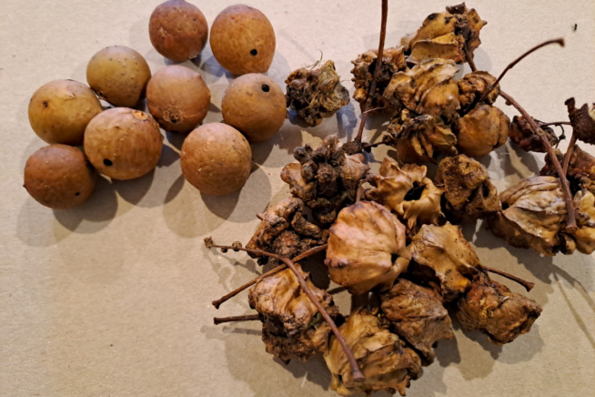 Oak Galls